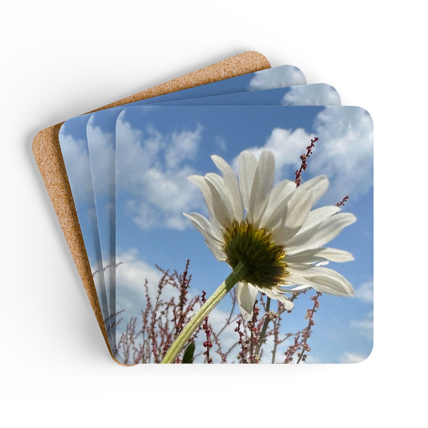 White Daisy Cork Coaster Set – Original Photography Drink Coasters (Set of 4)