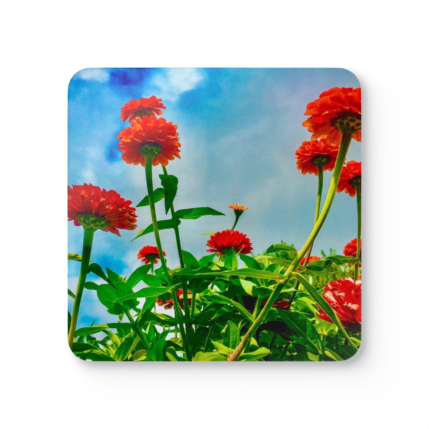 Red flowers with green leaves against a blue sky coaster