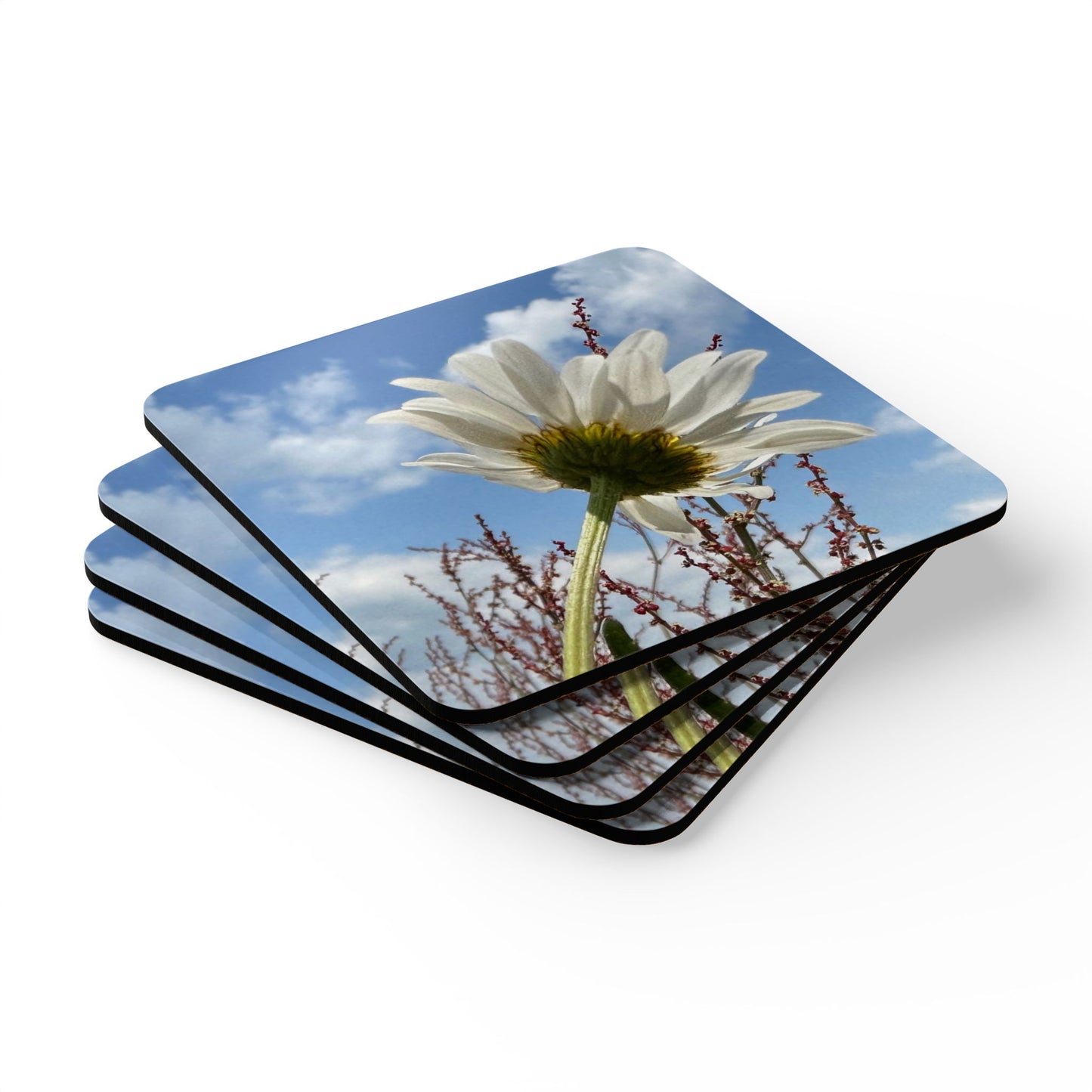 White Daisy Cork Coaster Set –  Original Photography Drink Coasters (Set of 4)